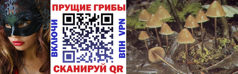 blacksprut вход  Октябрьск  Псилоцибиновые грибы мицелий 